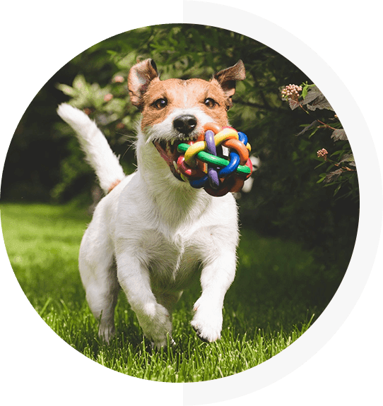 Arbor Dog Daycare | About Us | Michigan